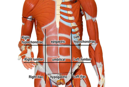 Body Parts Diagram Male / Free Printable Human Body Diagram for Kids